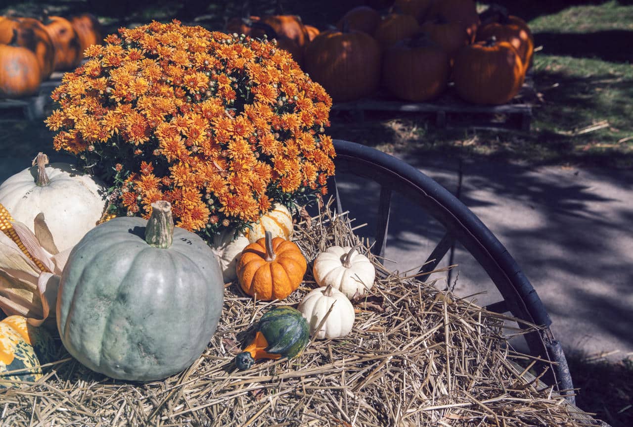 Howell in the Fall: Things to Do When the Leaves Start Turning